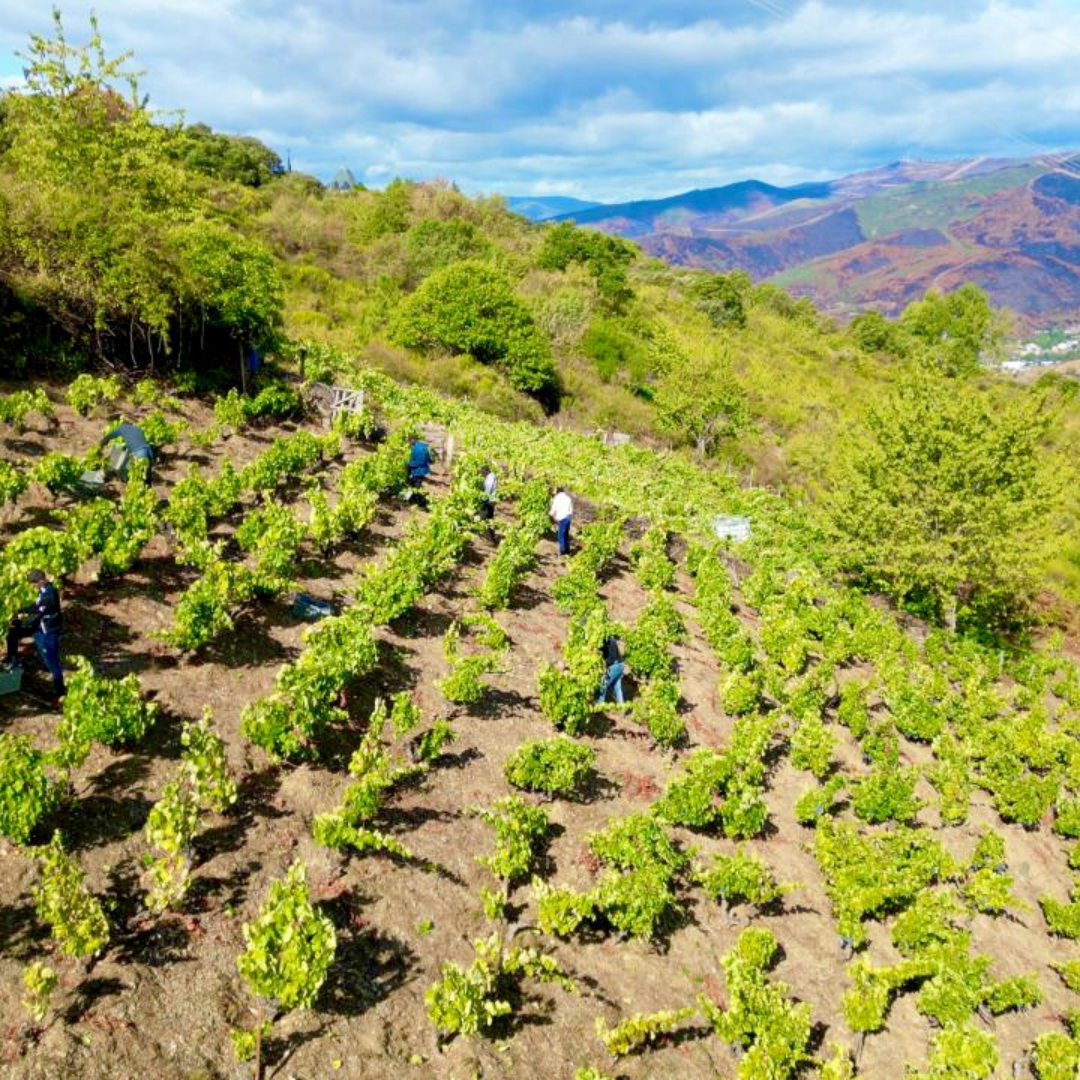 Experiencia Viticultura Heroica
